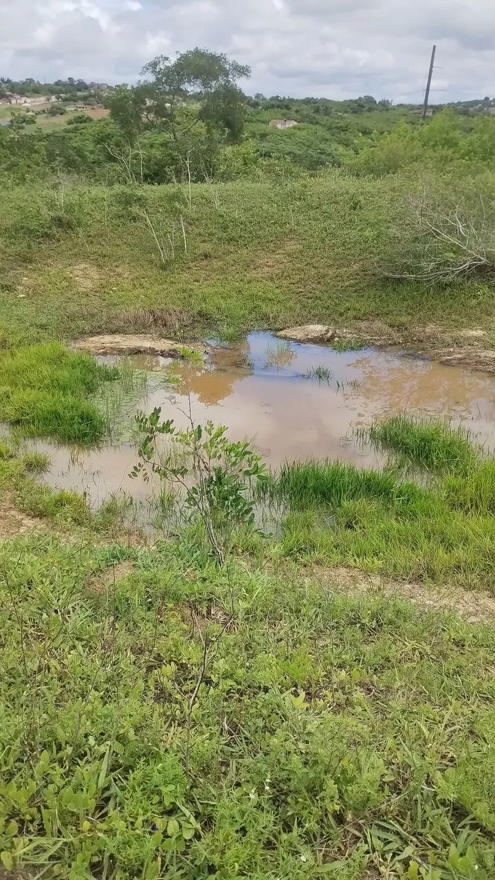 Sítio em Lagoa de Roça com terra fértil  - Foto 4