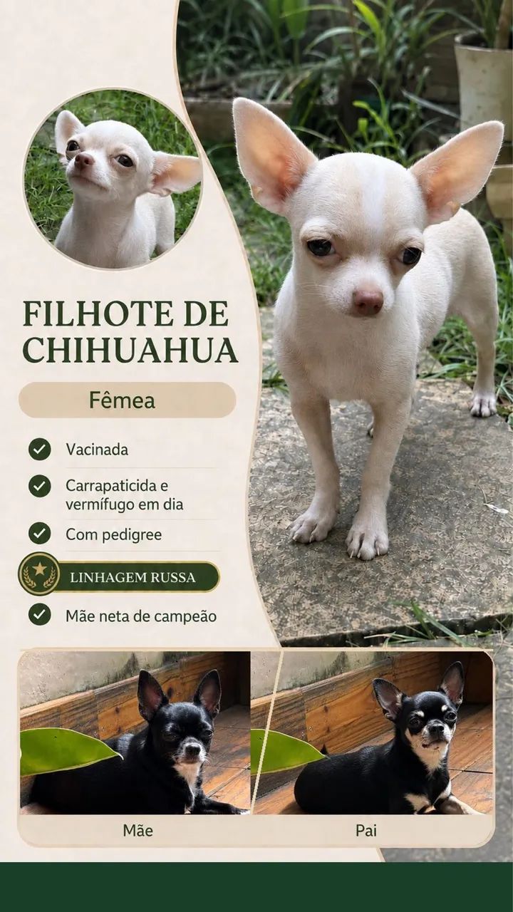 Chihuahua com Pedigree  - Foto 2