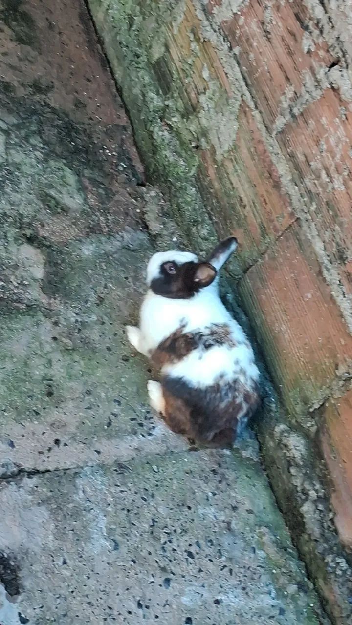 Eu estou vendendo esse casal  - Foto 2