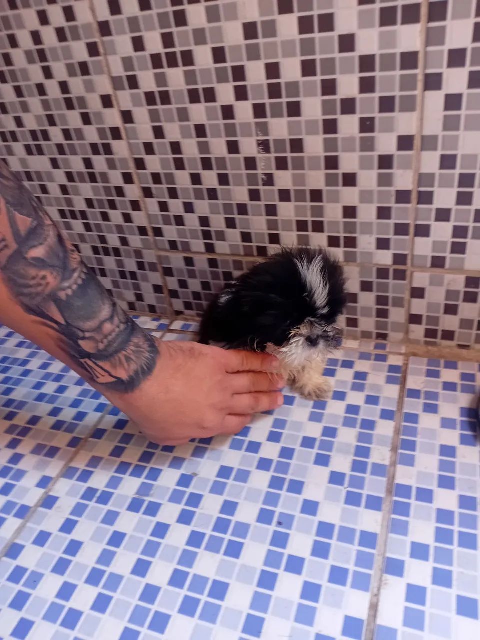 Shih Tzu  mini