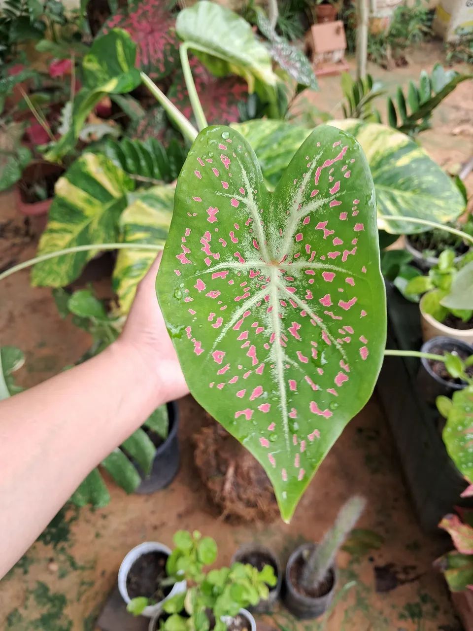 Plantas R$10,00  - Foto 3