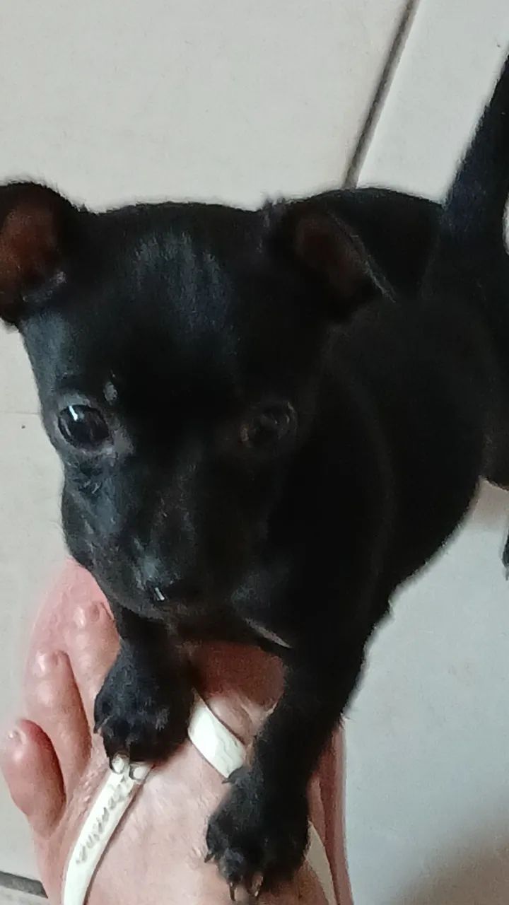 Pinscher Macho pequeno n°1