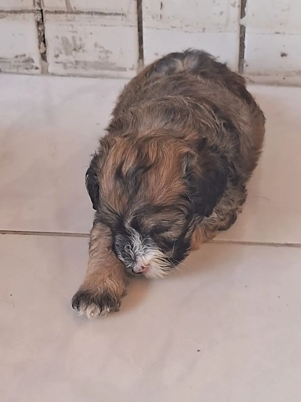 Cachorros poddle com Maltes - Foto 3