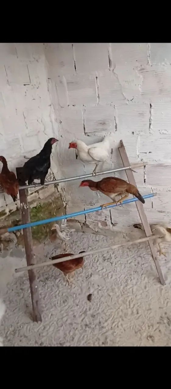 Galinhas 
