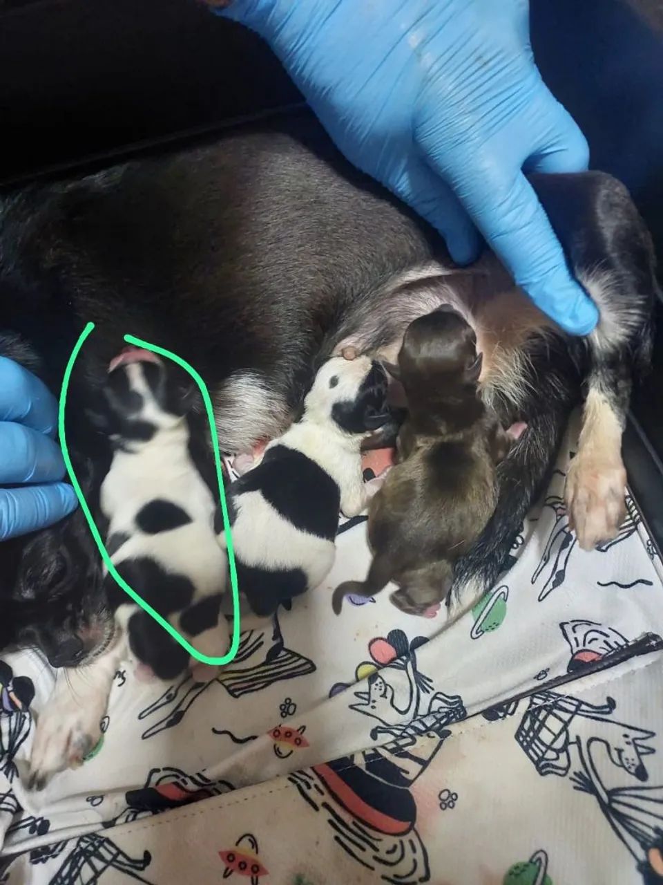 Chihuahua  - Foto 2