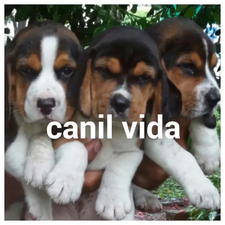 Filhotes de  beagle 13 polegadas com pedigree - Foto 2