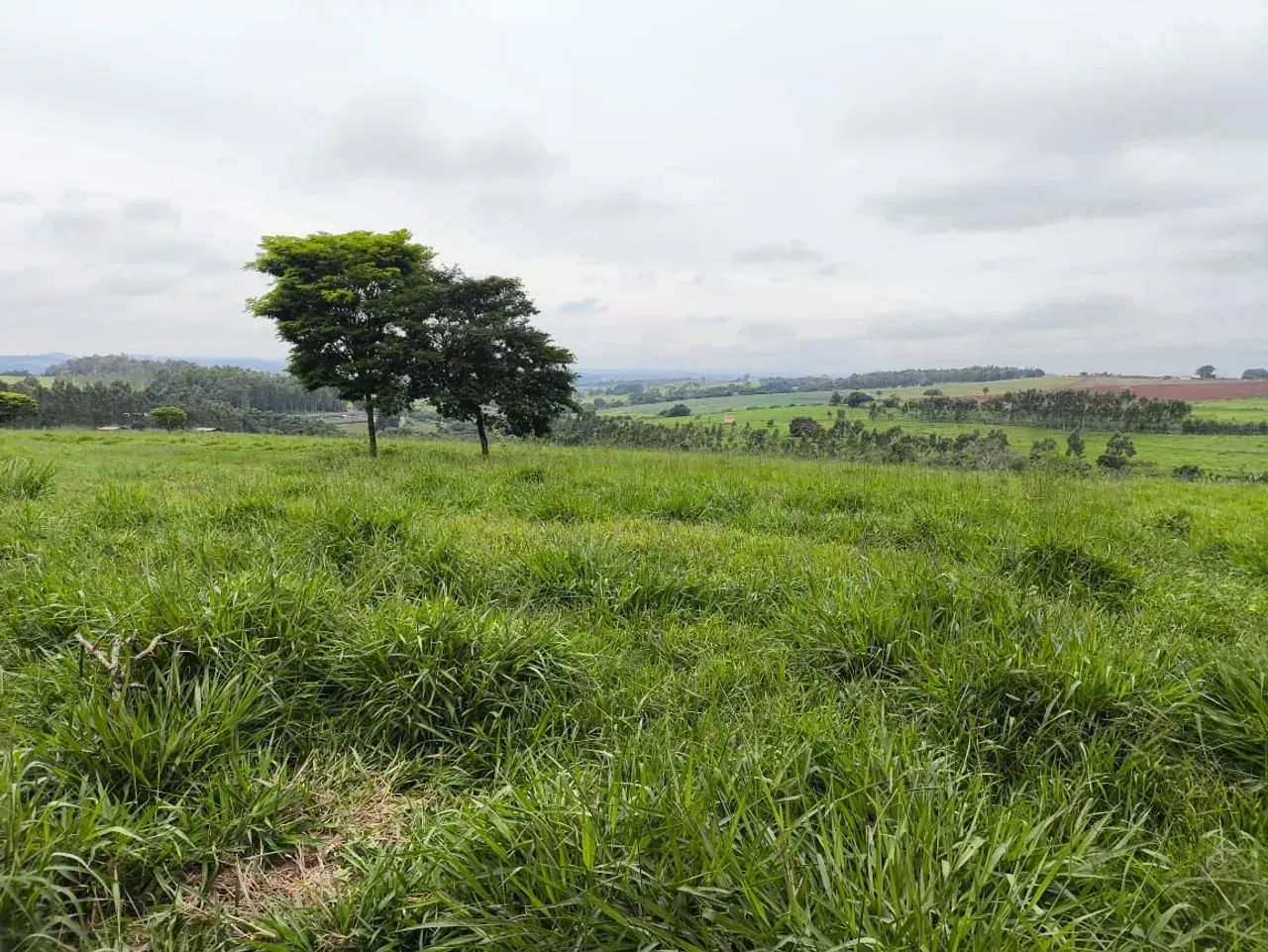 Fazenda para gado ,plantio grãos
