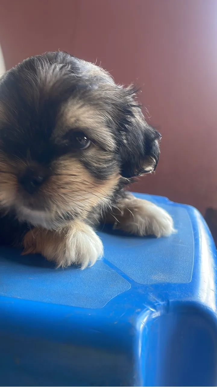 Filhotes de shih tzu  - Foto 2