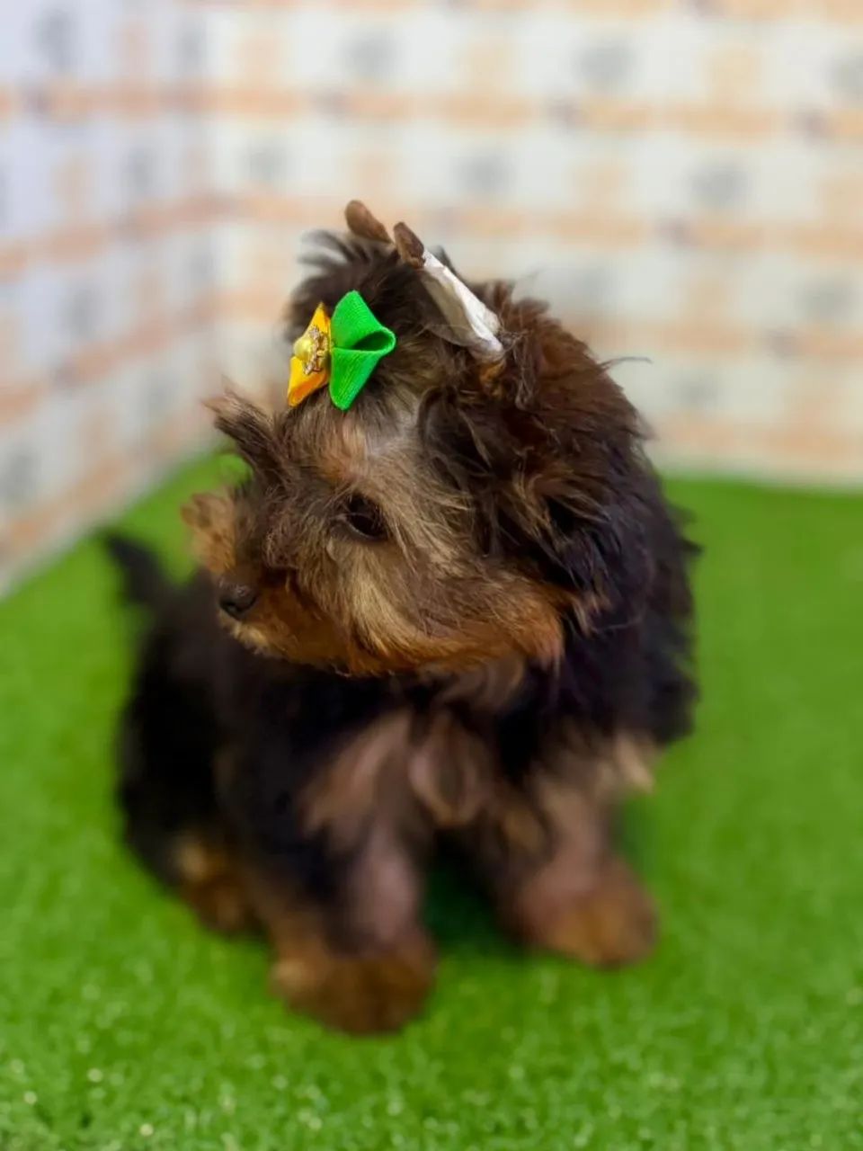 Yorkshire Terrier Fêmea  - Foto 2