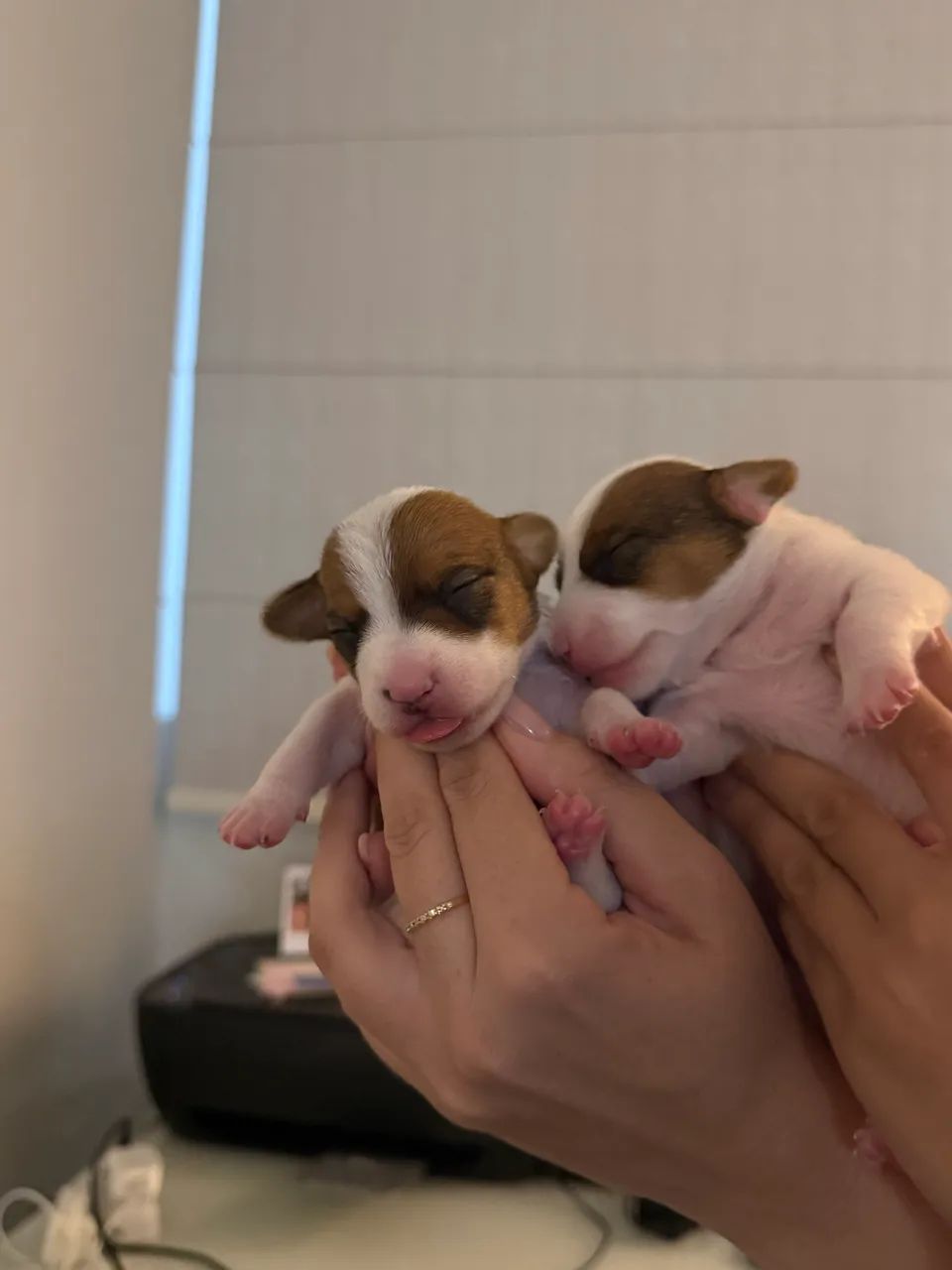 JACK RUSSELL TERRIER - Foto 5