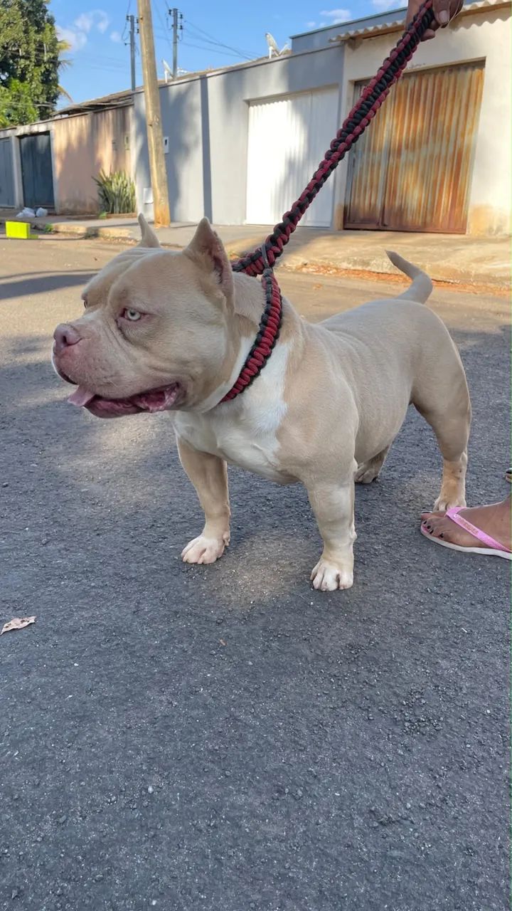 American Bully  - Foto 3