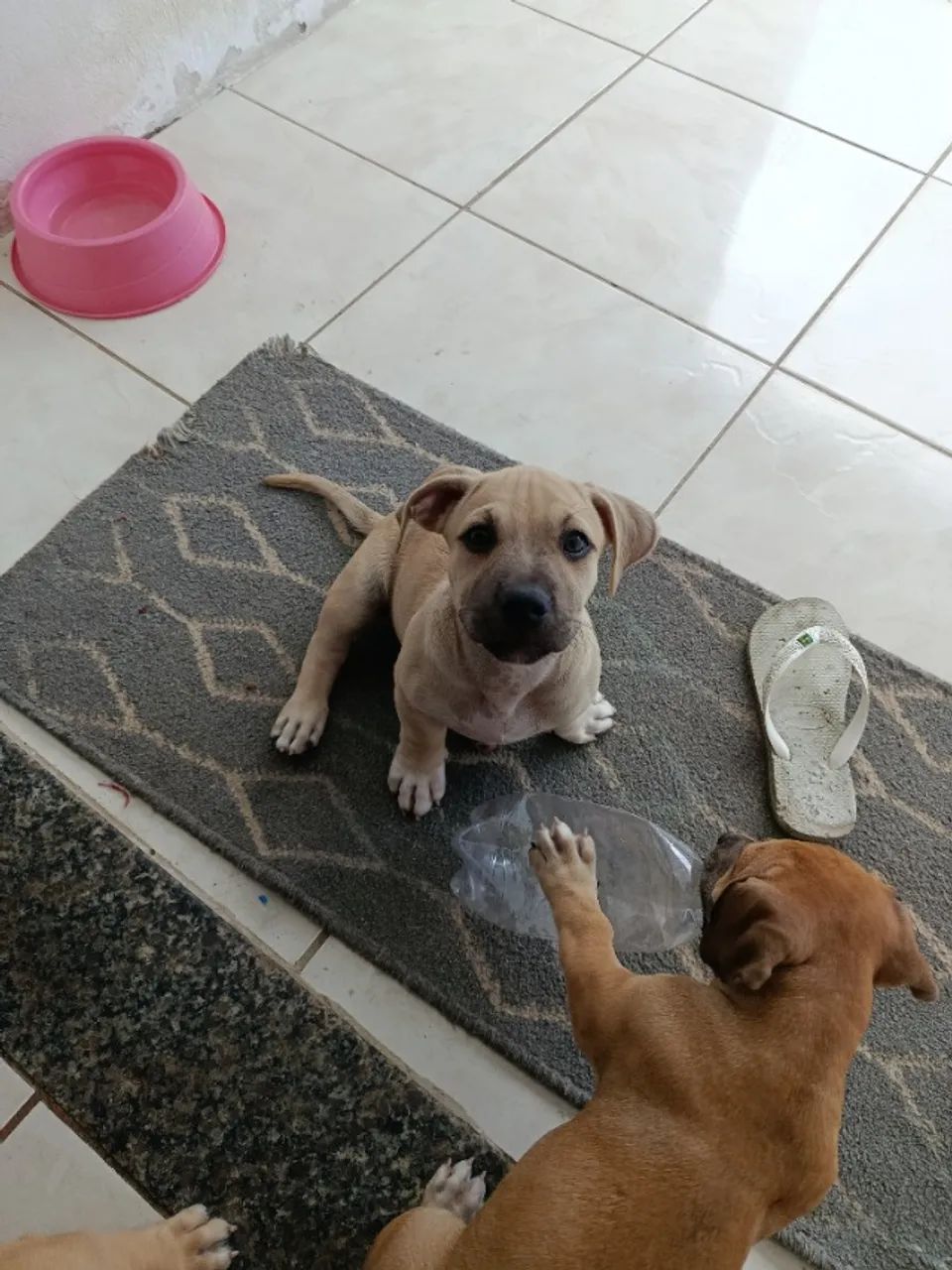 Filhotes pitbull - Foto 2