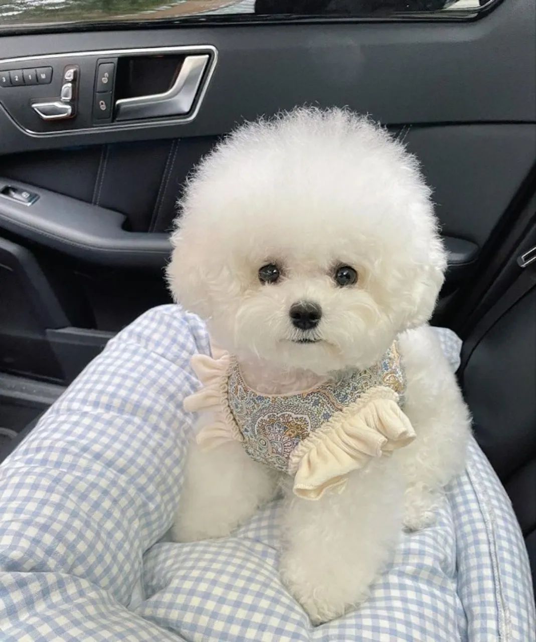 Bichon Frisê - Foto 2