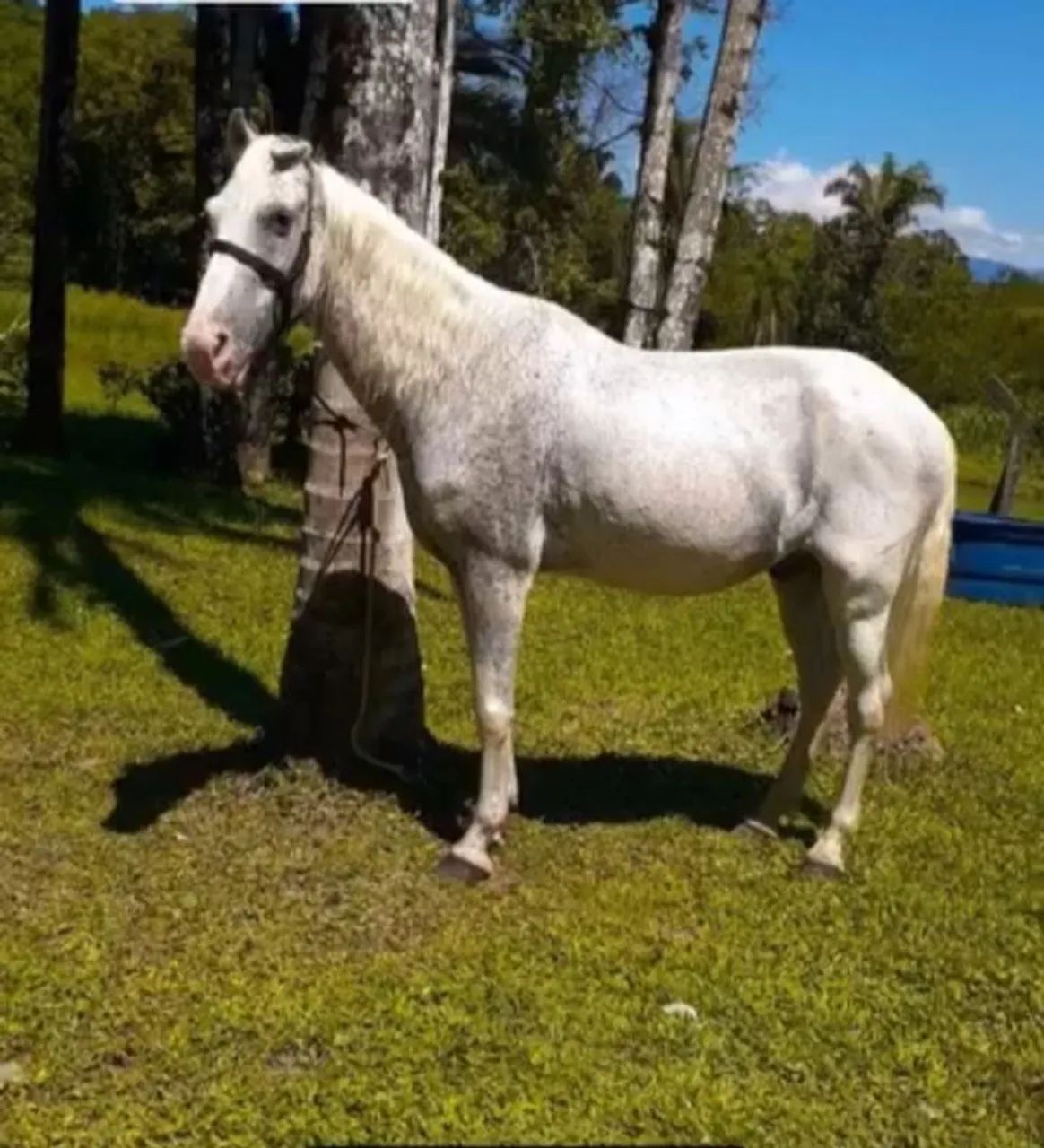 Vendo cavalo marchador