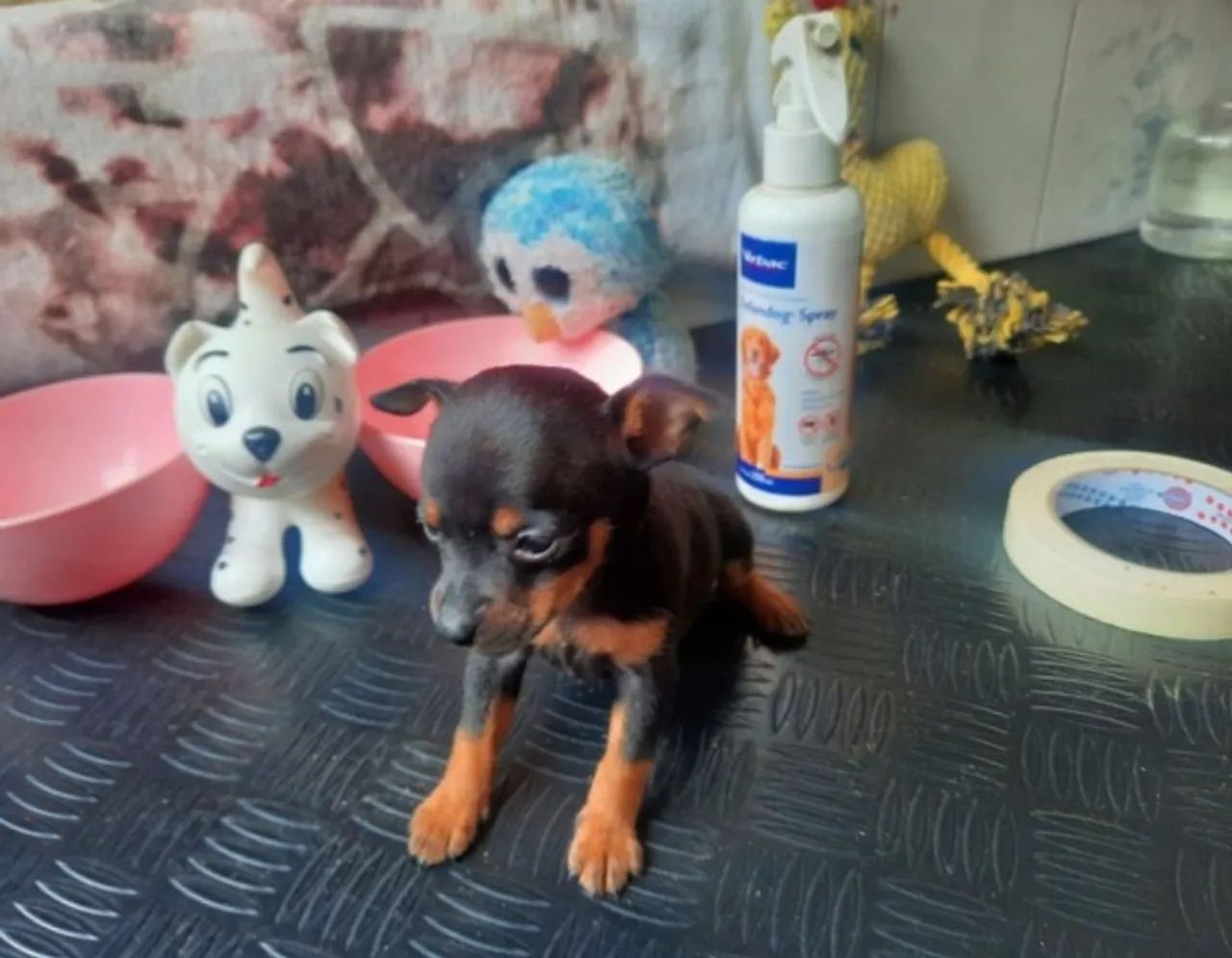 Pincher indos 00 acompanha garantia e kit filhote venha escolher o seu  - Foto 3