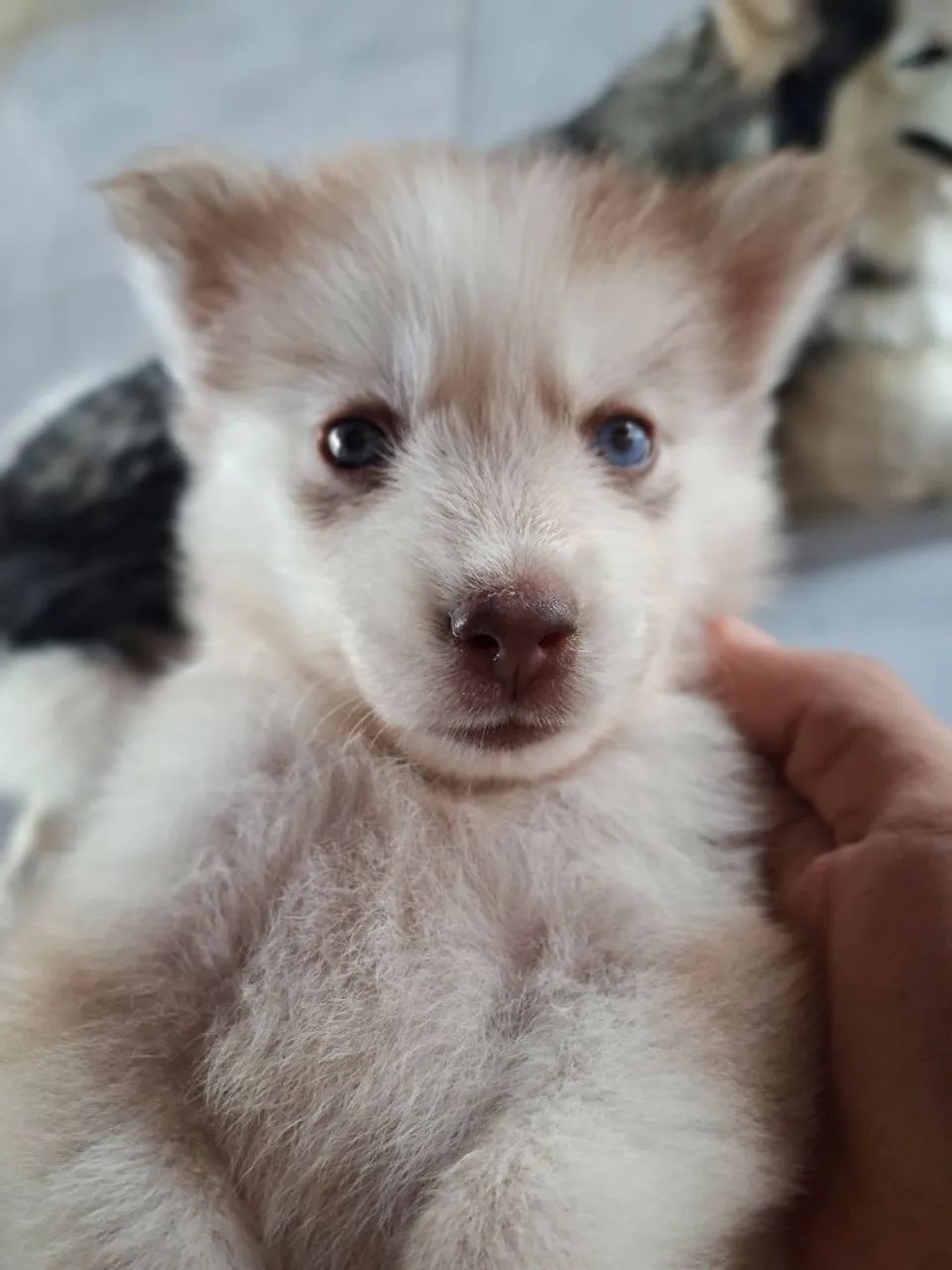 Husky  - Foto 3