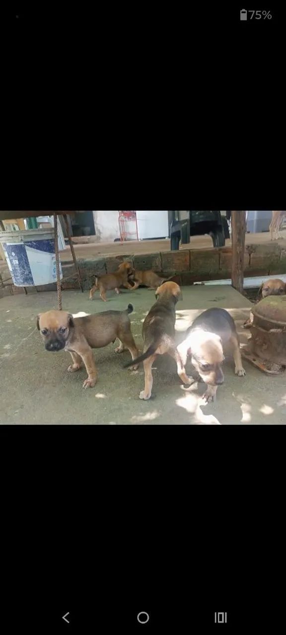 Doguinhos com 1 mês machos 