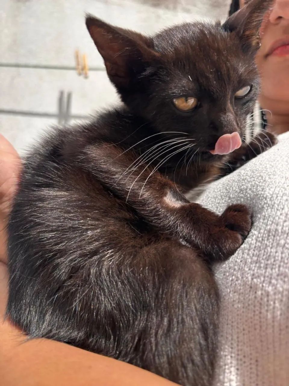 Gato filhote  - Foto 3