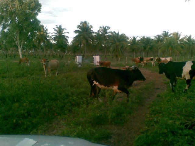 Fazenda 500ha - Foto 16