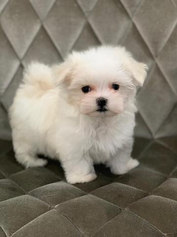 Maltês os mais lindos e pequenos filhotes whats * - Foto 6