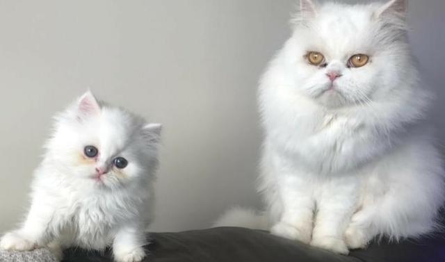 Filhotes de gatos persas brancos puros.Parcelo no cartão.Entrego em Curitiba e região