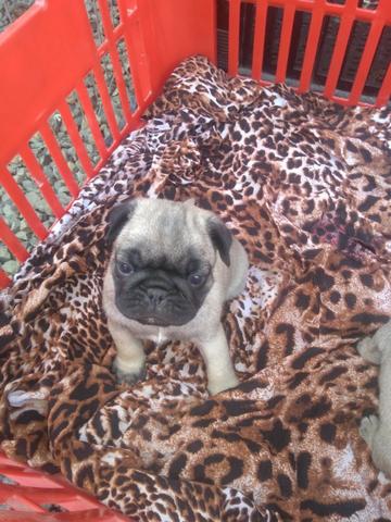 Pug - Foto 3