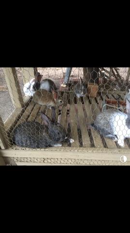 Coelhos Dóceis - Foto 4