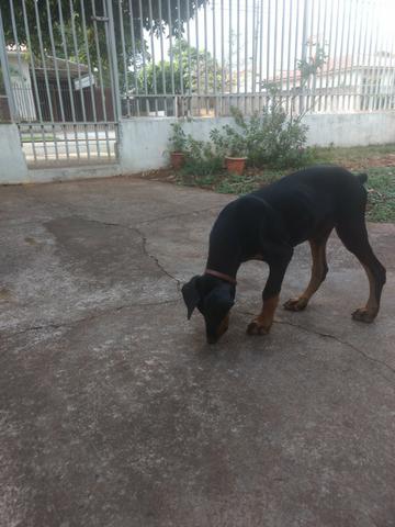 Doberman - Foto 2
