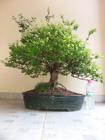 Bonsai -uma terapia,um lindo presente!