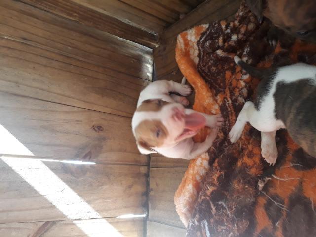 Filhote de pit bull - Foto 3