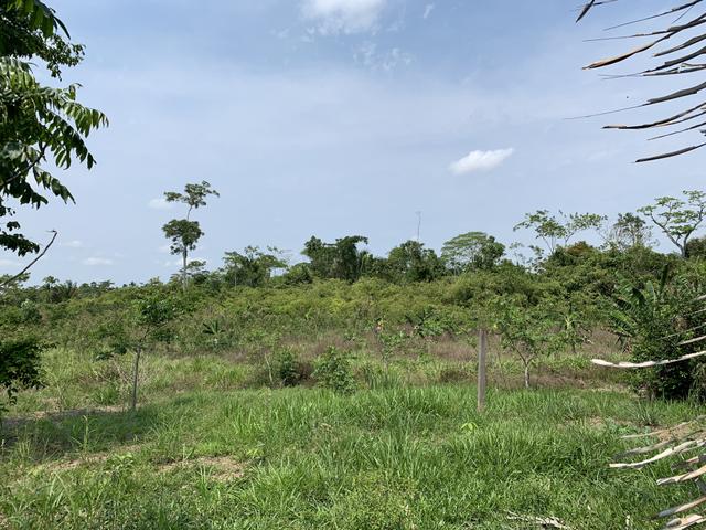Chácara Ramal da Zeze - Foto 13