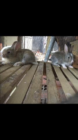 Coelhos Dóceis - Foto 2