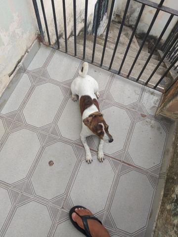 Filhote de cachorro raça pinscher - Foto 2