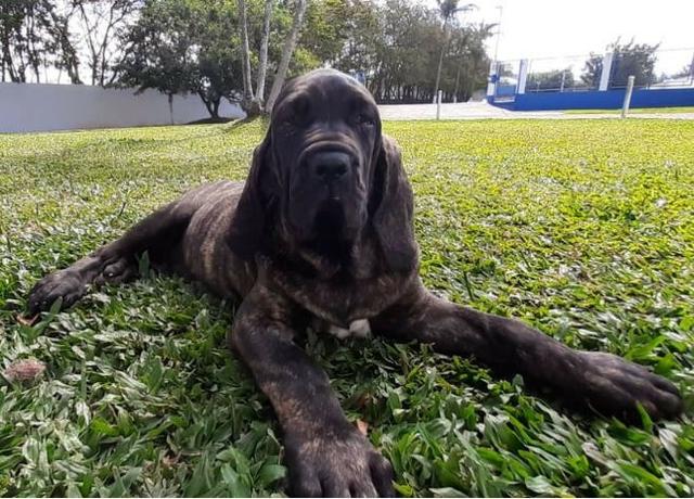 Filhotes de Fila Brasileiro - 1 macho e 2 fêmeas - Foto 4