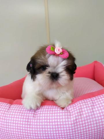 Shihtzu Femea 52 dias Tricolor