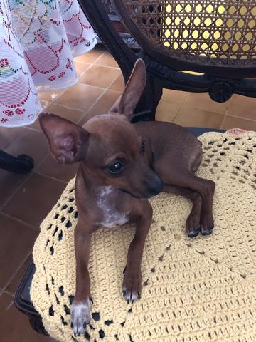 Cachorro Pincher - Foto 2