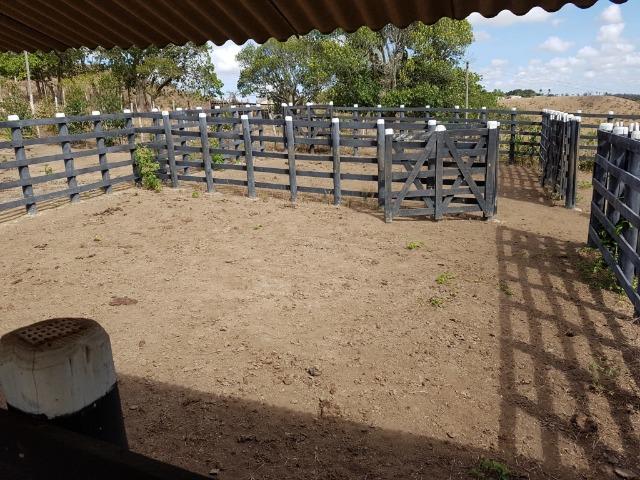 Fazenda ( Vendo ou Troco ) Propriedade Em Teotônio Vilela-AL - Foto 16