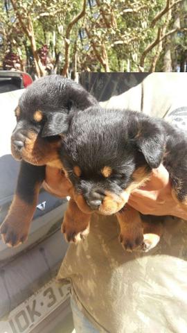 Canil Euro Filhotes de Rottweiler com Pedigree lindos em ate´12x cartao - Foto 3