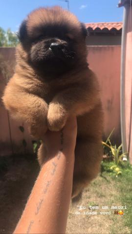 Chow chow puro língua azul (pelagem tradicional) - Foto 3