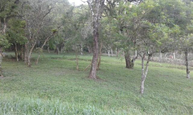 Vende-se chácara em Anta Magra - Quitandinha (cód. A354) - Foto 13