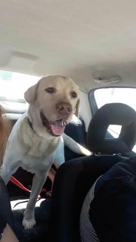 Labrador