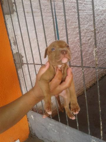 Vendo filhotes de pitbull red - Foto 3