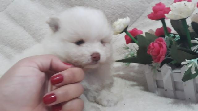 Machinho Raro de Spitz Tricolor de Chocolate - Foto 4