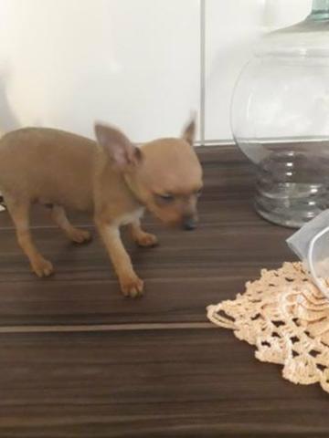 Pinscher mini zero zero aceito cartão - Foto 4