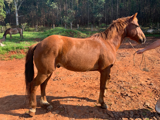 Vendo Cavalo - Foto 3
