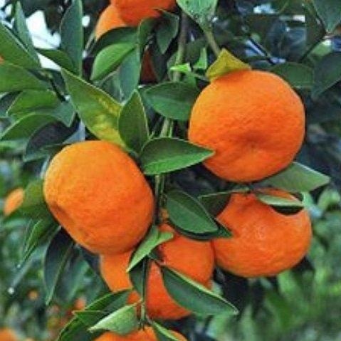 Mudas Frutíferas Enxertadas! - Foto 2