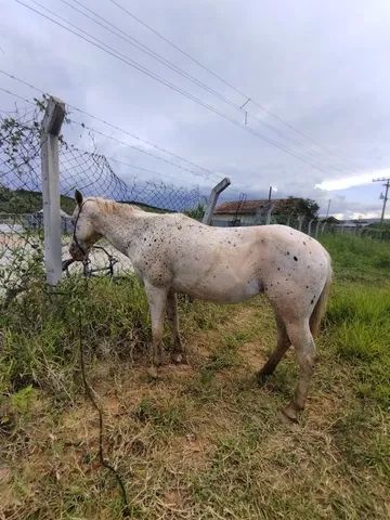 Vendo égua apaaloosa 