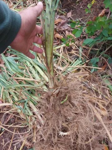 Capim curumim Brs Embrapa na  vara com gemas  - Foto 6