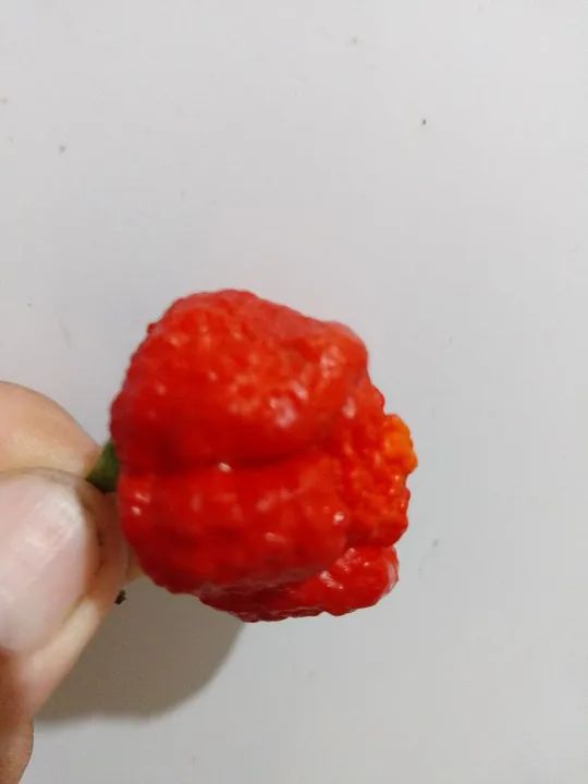 Trinidad Scorpion Moruga pimenta nuclear  - Foto 2