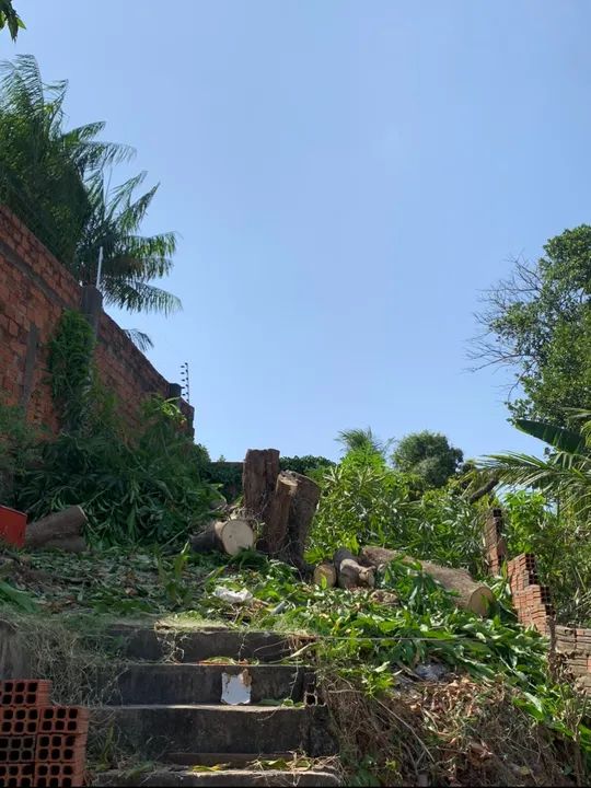 Corte e poda de árvores